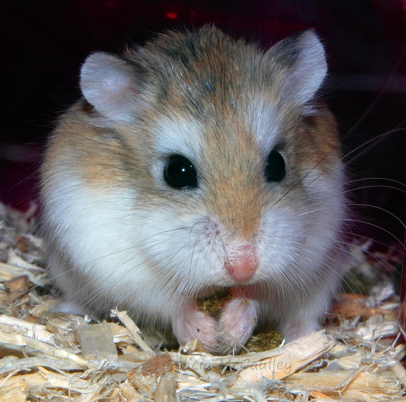 Is The Roborovski Hamster Right For You? Pros And Cons
