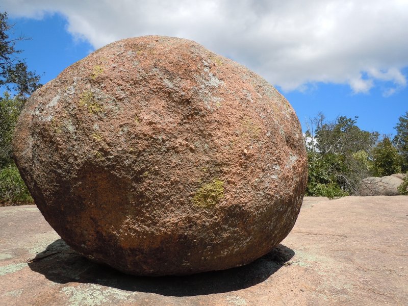 Is The Rock Hyrax Endangered? Global Conservation Insights