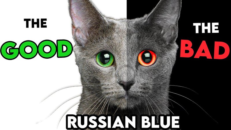Is The Russian Blue Cat Right For You? Pros And Cons