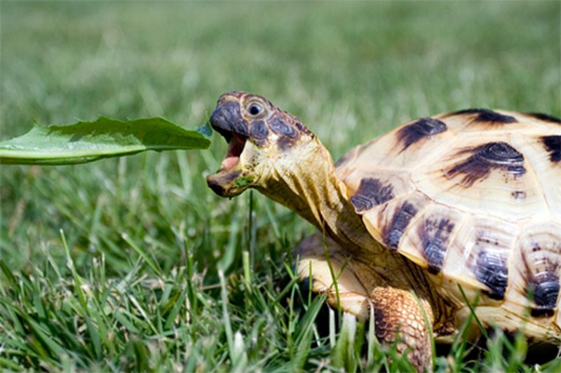 Is The Russian Tortoise Good For Beginners?