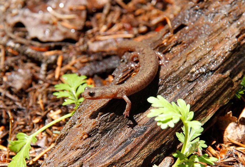 Is The Salamander Endangered? Conservation Efforts Explained