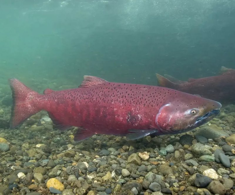 Is The Salmon Endangered? Global Conservation Insights