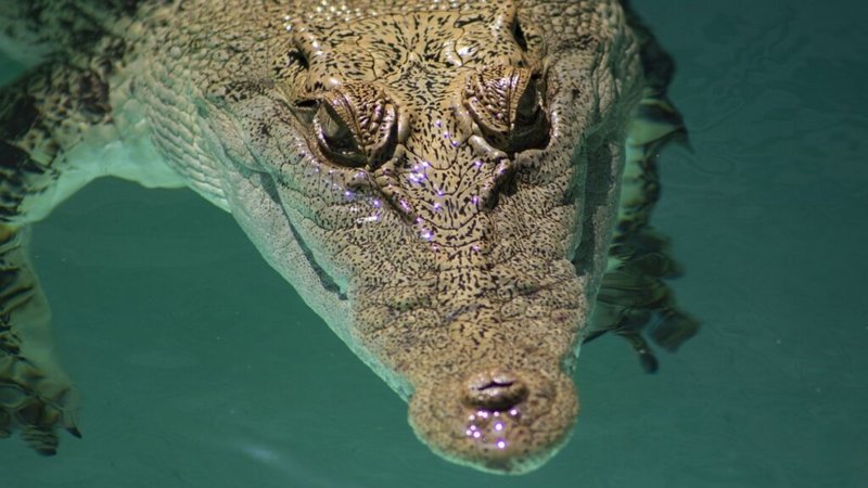 Is The Saltwater Crocodile Endangered? Conservation Efforts Explained