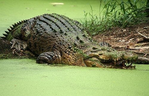Is The Saltwater Crocodile Endangered? Global Conservation Insights