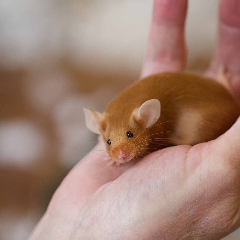 Is The Satin Mouse A Good Pet? Pros And Cons