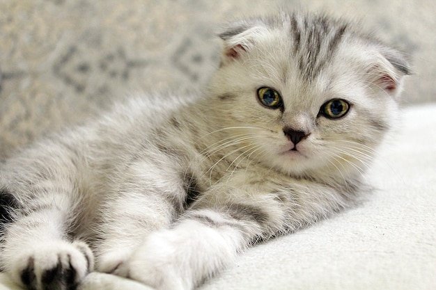Is The Scottish Fold Cat Right For You? Pros And Cons