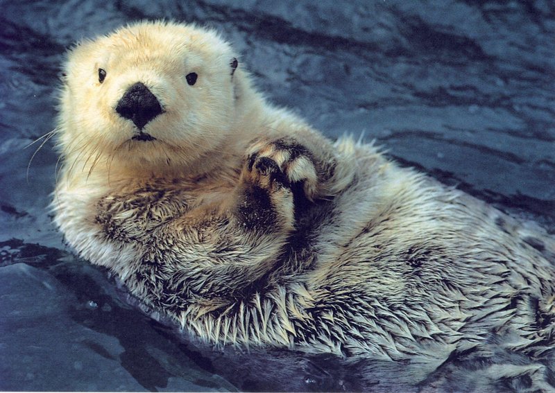 Is The Sea Otter Endangered? Global Conservation Insights