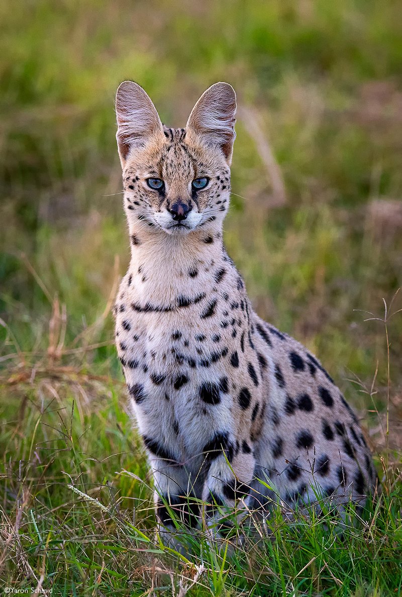 Is The Serval Endangered? Global Conservation Insights
