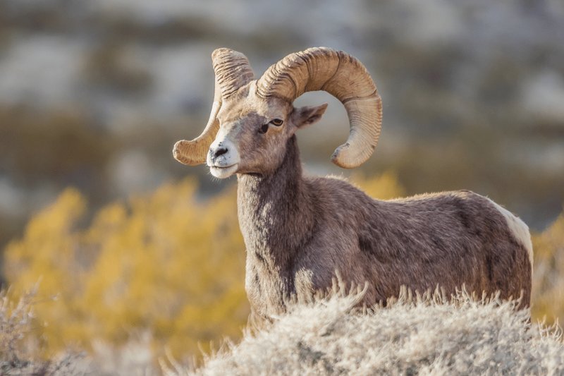 Is The Sheep Endangered? Global Conservation Insights