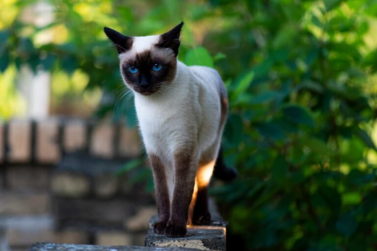 Is The Siamese Cat Right For You? Pros And Cons