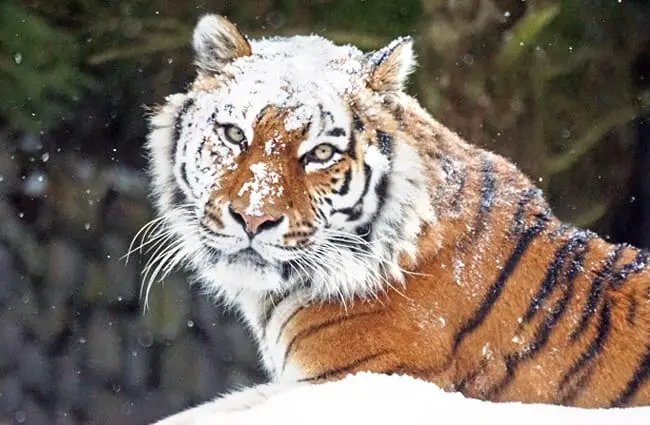 Is The Siberian Tiger Endangered? Global Conservation Insights