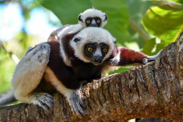 Is The Sifaka Endangered? Global Conservation Insights