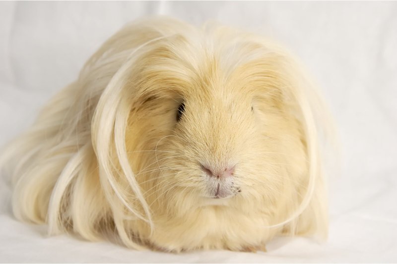 Is The Silkie Guinea Pig Right For You? Pros And Cons