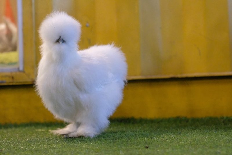 Is The Silkie Threatened Or Endangered?