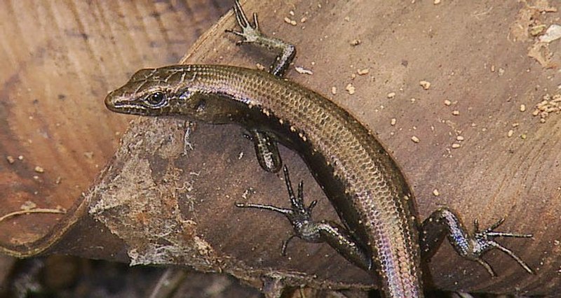 Is The Skink Endangered? Conservation Efforts Explained