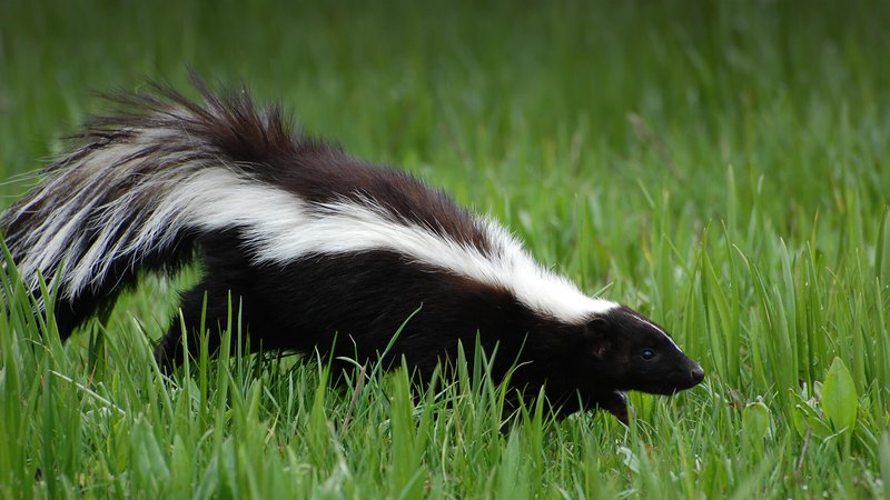 Is The Skunk Endangered? Global Conservation Insights