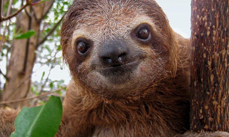 Is The Sloth Endangered? Global Conservation Insights