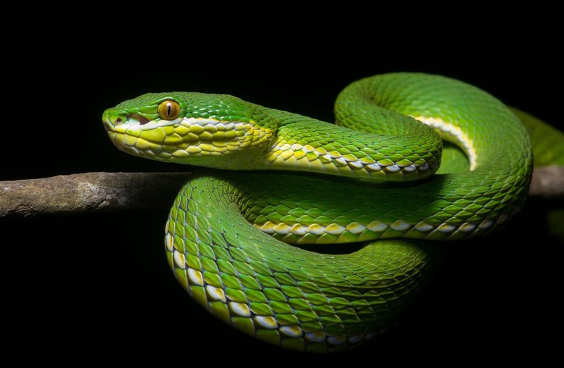 Is The Snake Endangered? Conservation Efforts Explained