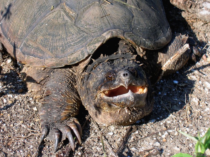 Is The Snapping Turtle Endangered? Conservation Efforts Explained
