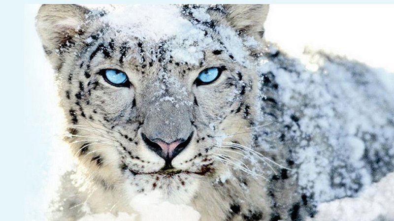 Is The Snow Leopard Endangered? Global Conservation Insights