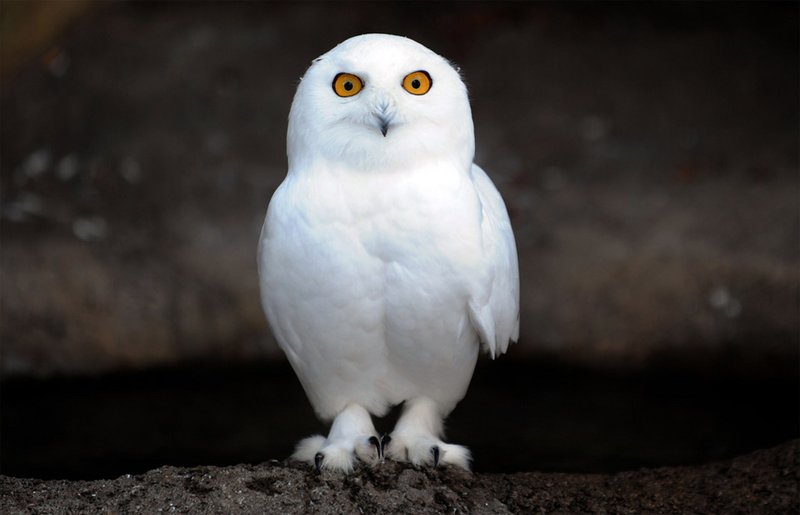 Is The Snowy Owl Threatened Or Endangered?