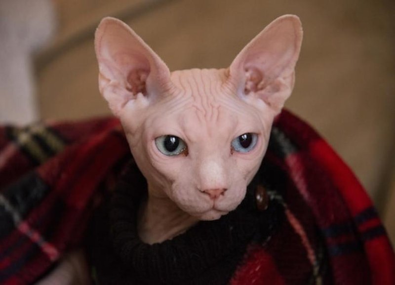 Is The Sphynx Cat Right For You? Pros And Cons