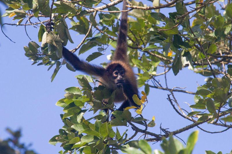 Is The Spider Monkey Endangered? Global Conservation Insights