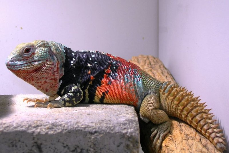 Is The Spiny-Tailed Iguana A Good Pet For Beginners?
