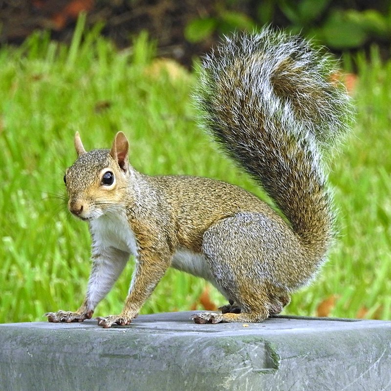 Is The Squirrel Endangered? Global Conservation Insights