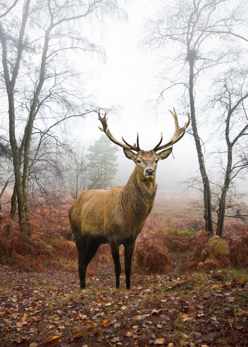 Is The Stag Endangered? Global Conservation Insights