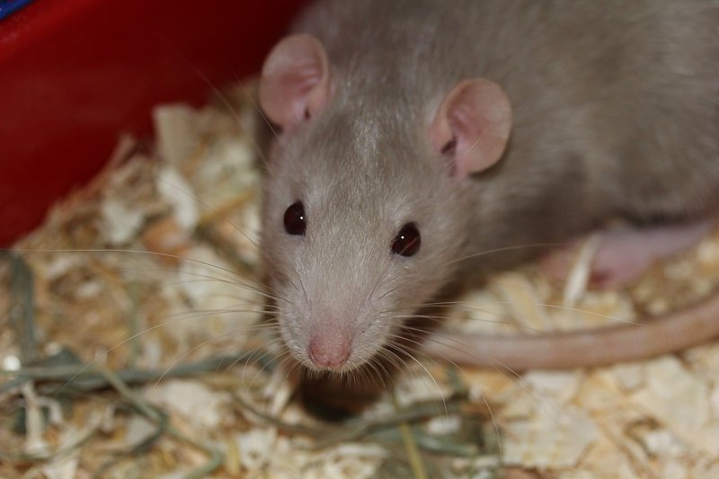 Is The Standard Rat Right For You? Pros And Cons Explained