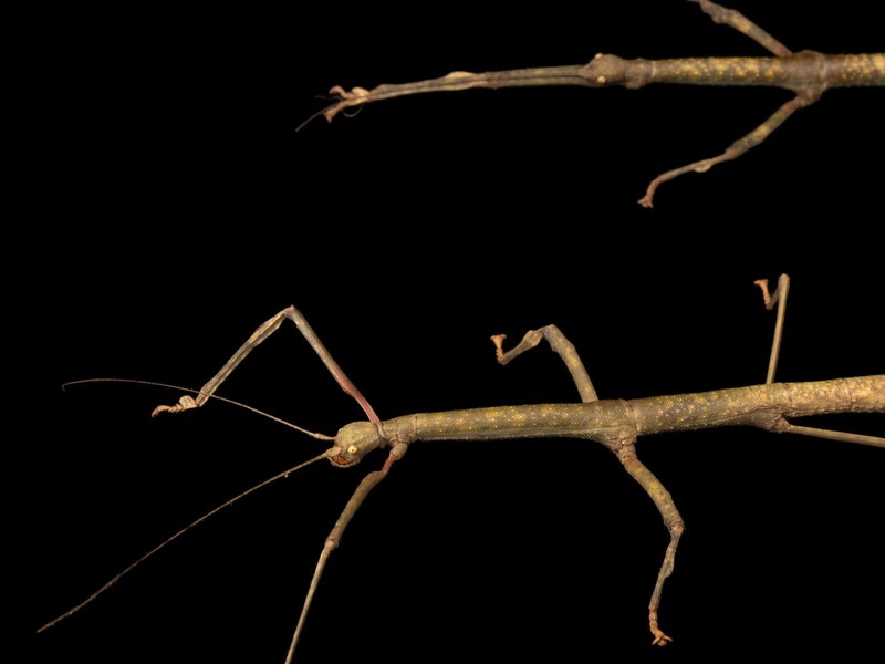 Is The Stick Insect Dangerous To Humans?