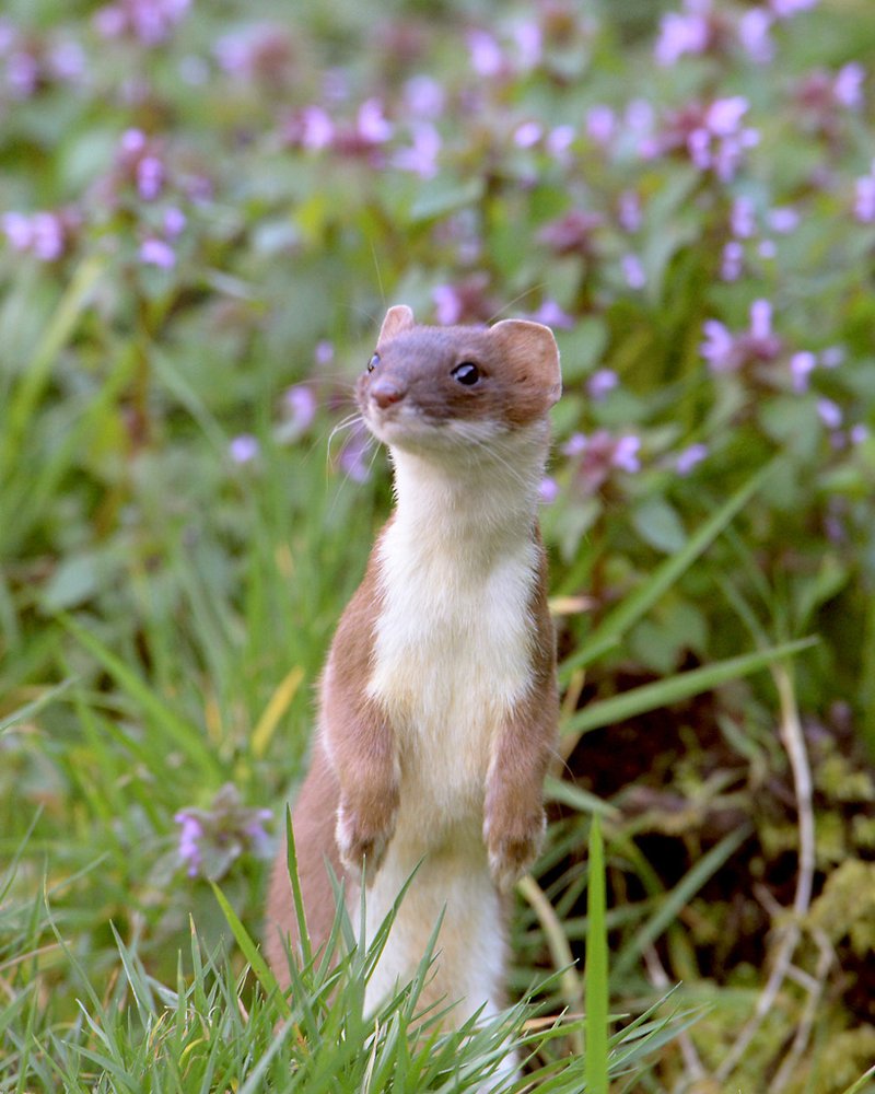 Is The Stoat Endangered? Global Conservation Insights
