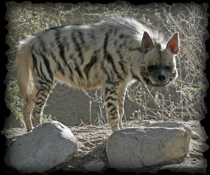 Is The Striped Hyena Endangered? Global Conservation Insights