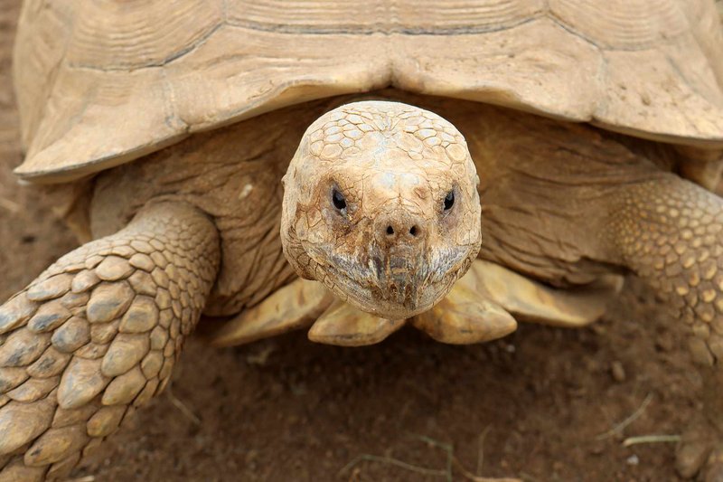 Is The Sulcata Tortoise Friendly With Humans And Other Pets?
