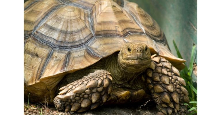 Is The Sulcata Tortoise Good For Beginners?