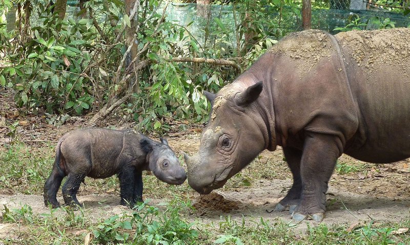 Is The Sumatran Rhinoceros Endangered? Global Conservation Insights