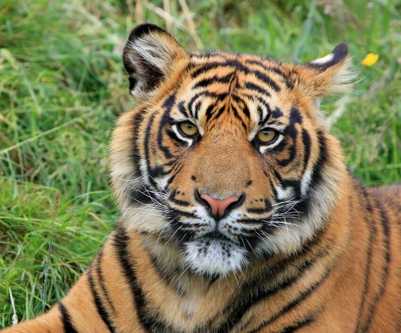 Is The Sumatran Tiger Endangered? Global Conservation Insights