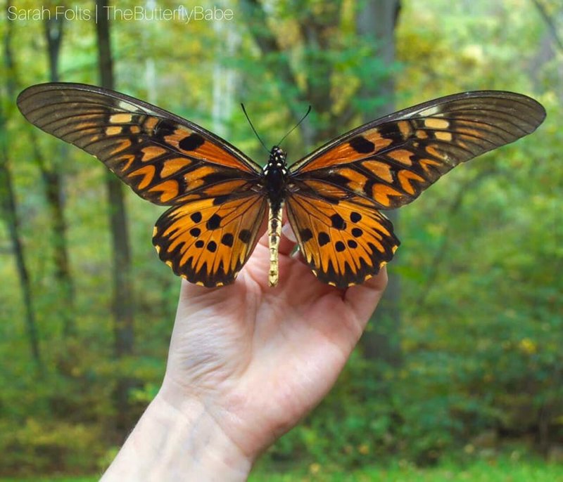 Is The Swallowtail Butterfly Dangerous To Humans?