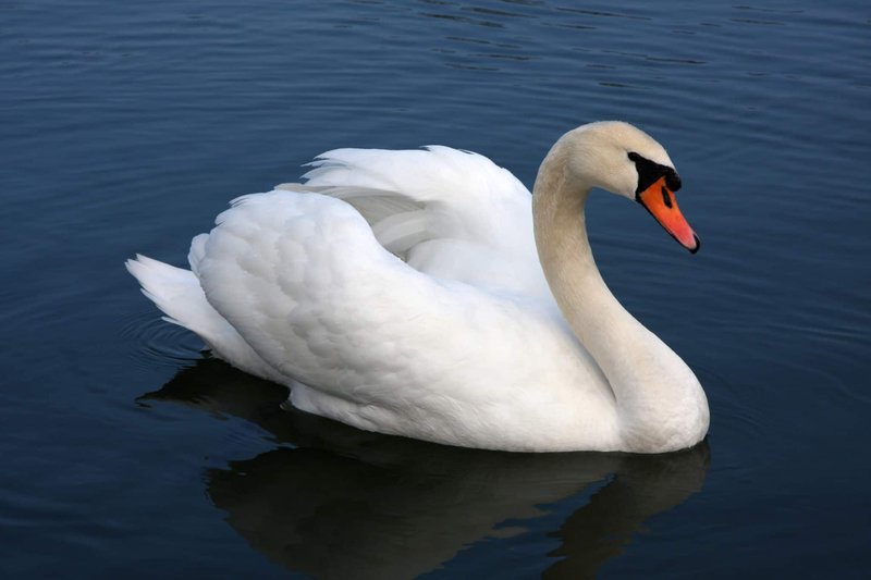 Is The Swan Threatened Or Endangered?