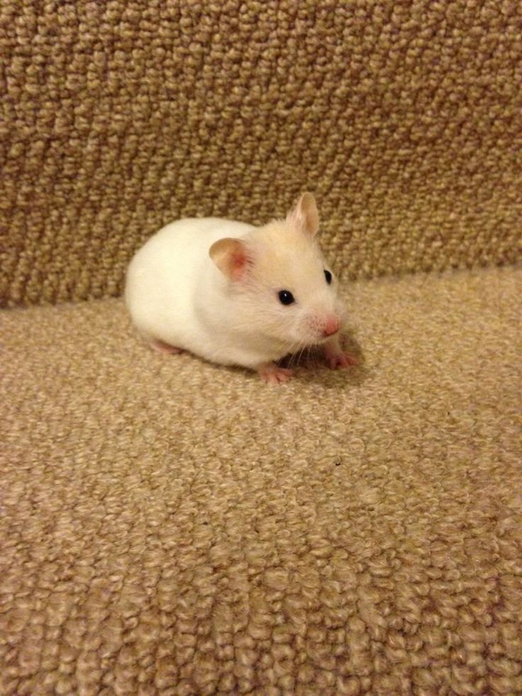 Is The Syrian Hamster Right For You? Pros And Cons