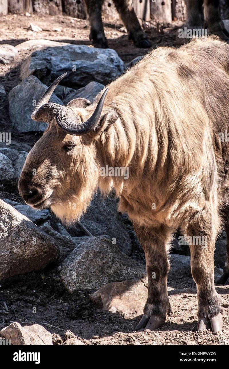 Is The Takin Endangered? Global Conservation Insights