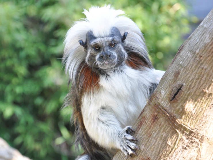 Is The Tamarin Endangered? Global Conservation Insights