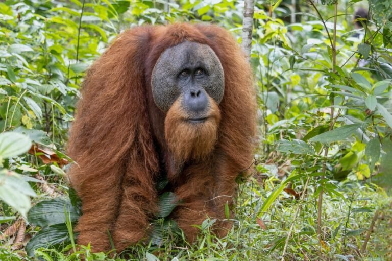 Is The Tapanuli Orangutan Endangered? Global Conservation Insights