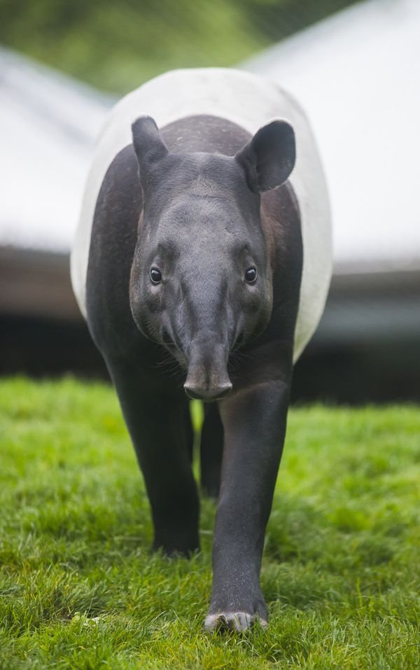 Is The Tapir Endangered? Global Conservation Insights