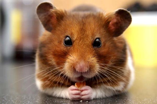 Is The Teddy Bear Hamster Right For You? Pros And Cons