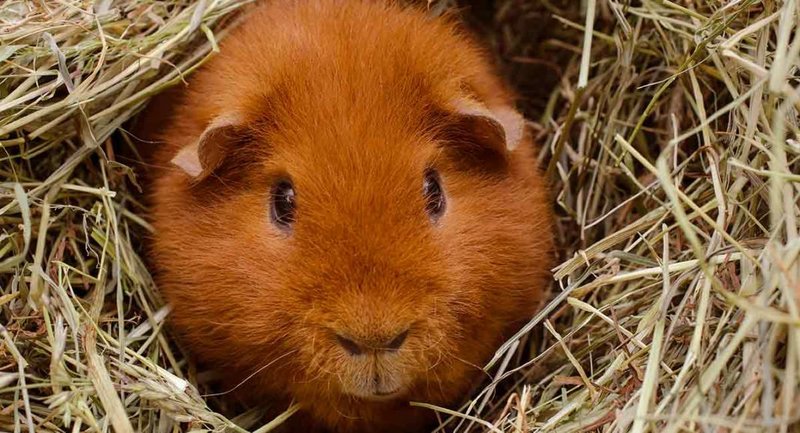 Is The Teddy Guinea Pig Right For You? Pros And Cons