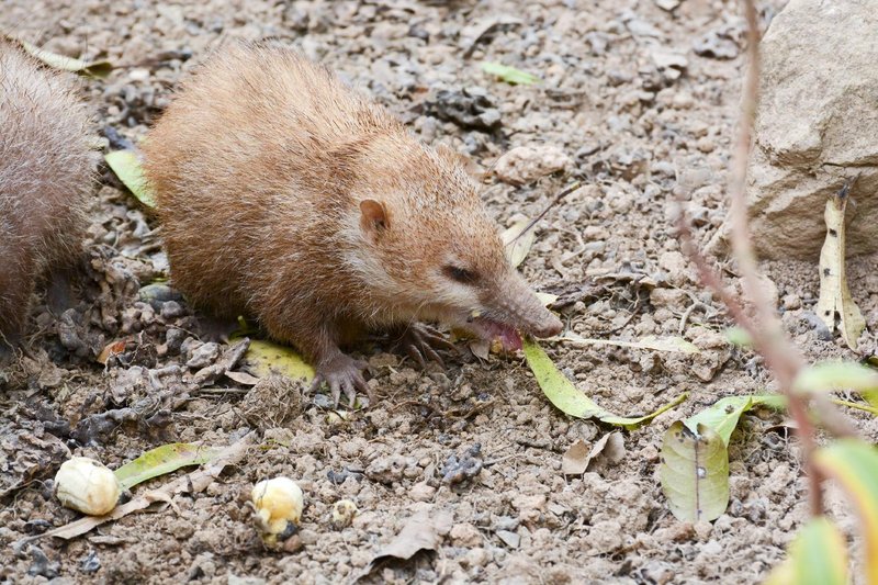 Is The Tenrec Endangered? Global Conservation Insights