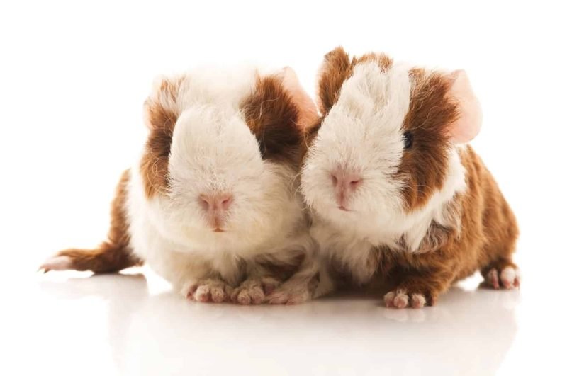 Is The Texel Guinea Pig Right For You? Pros And Cons