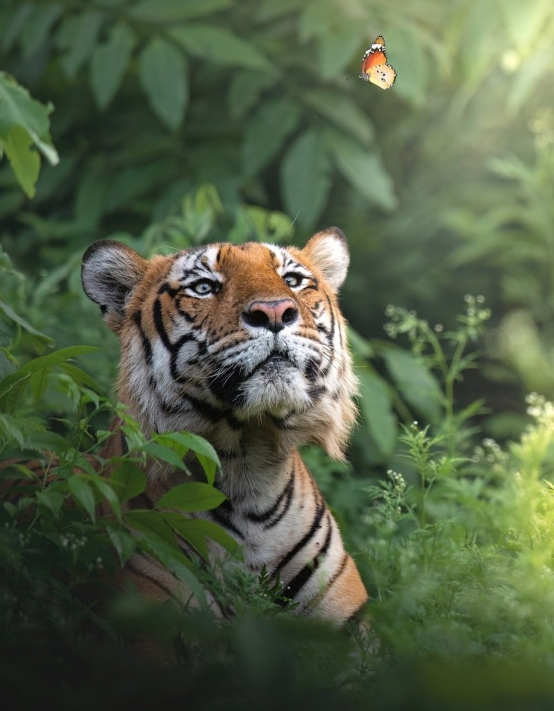 Is The Tiger Endangered? Global Conservation Insights
